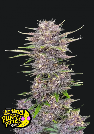 Banana Purple Punch Auto.png